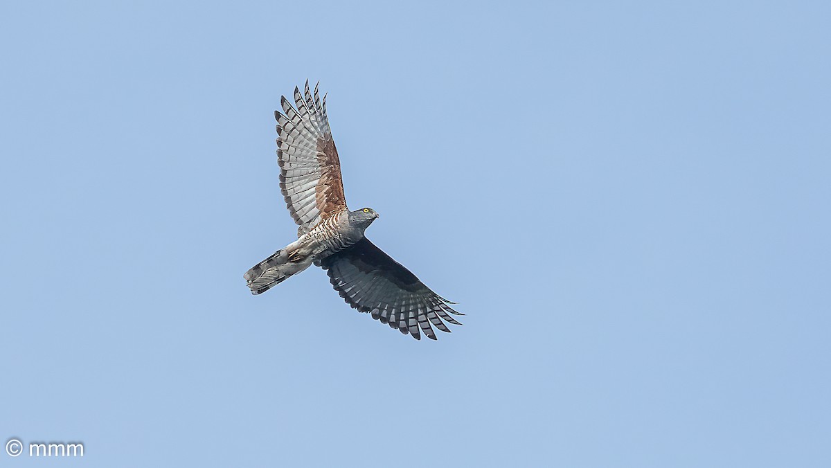 African Cuckoo-Hawk - ML646958484