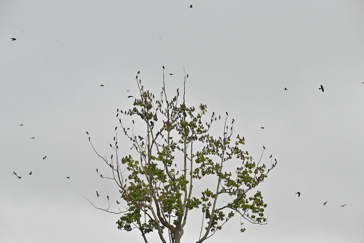 紅腳隼 - ML646958487