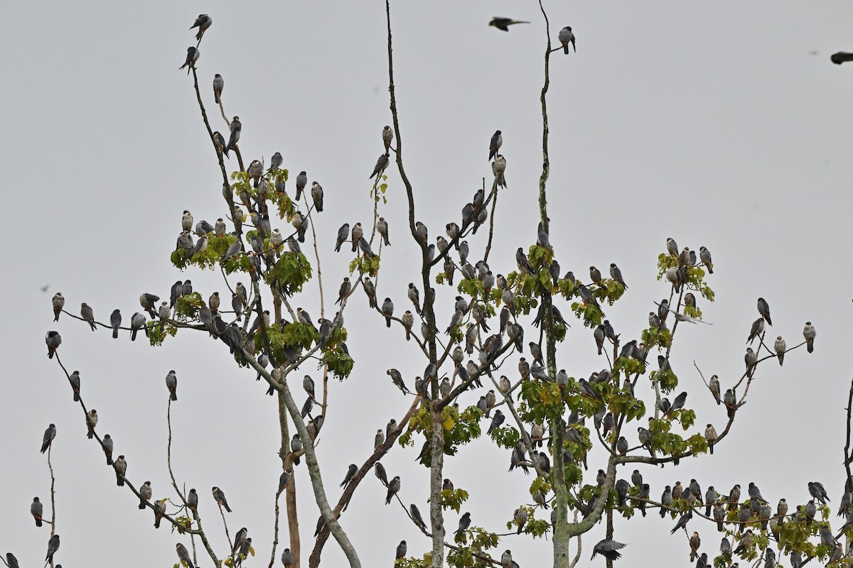 紅腳隼 - ML646958488