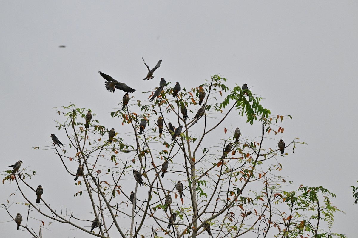 紅腳隼 - ML646958489