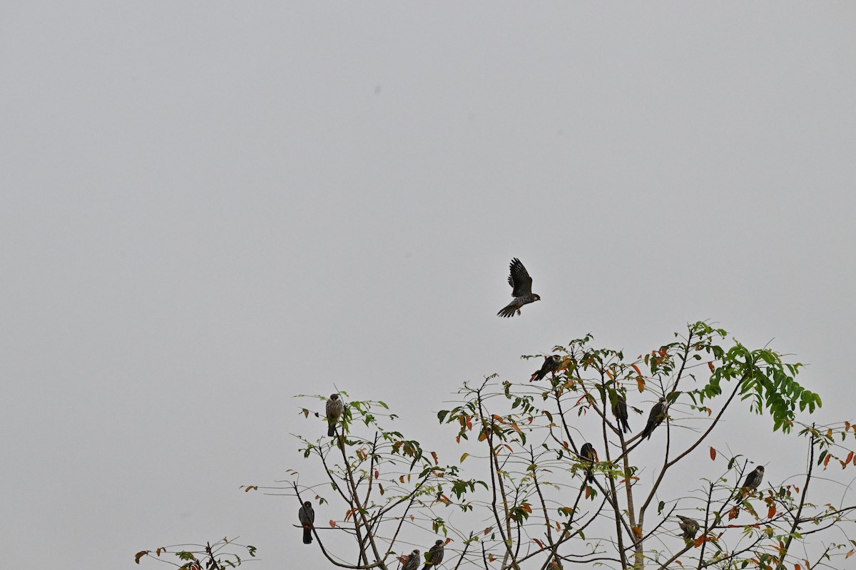 紅腳隼 - ML646958490