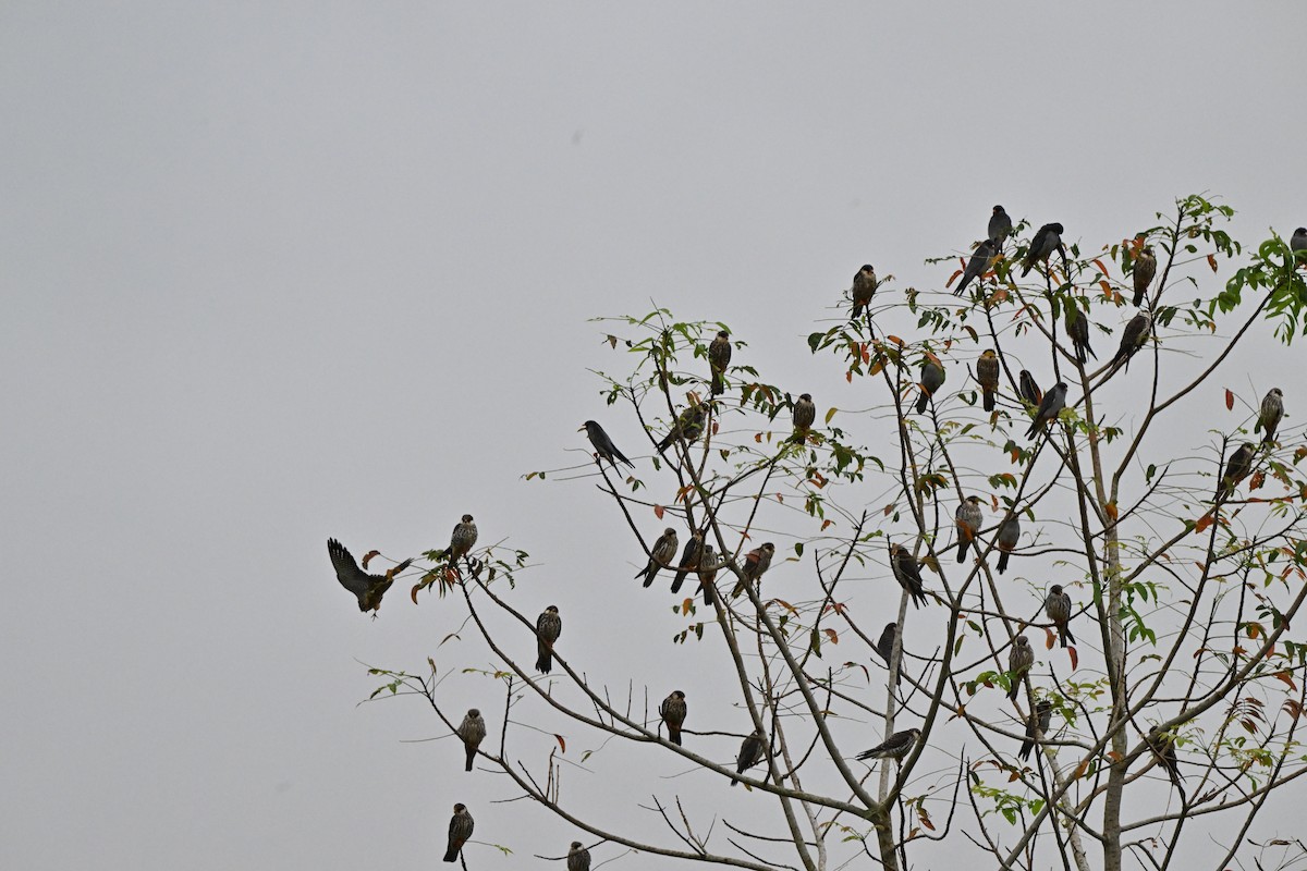 紅腳隼 - ML646958491