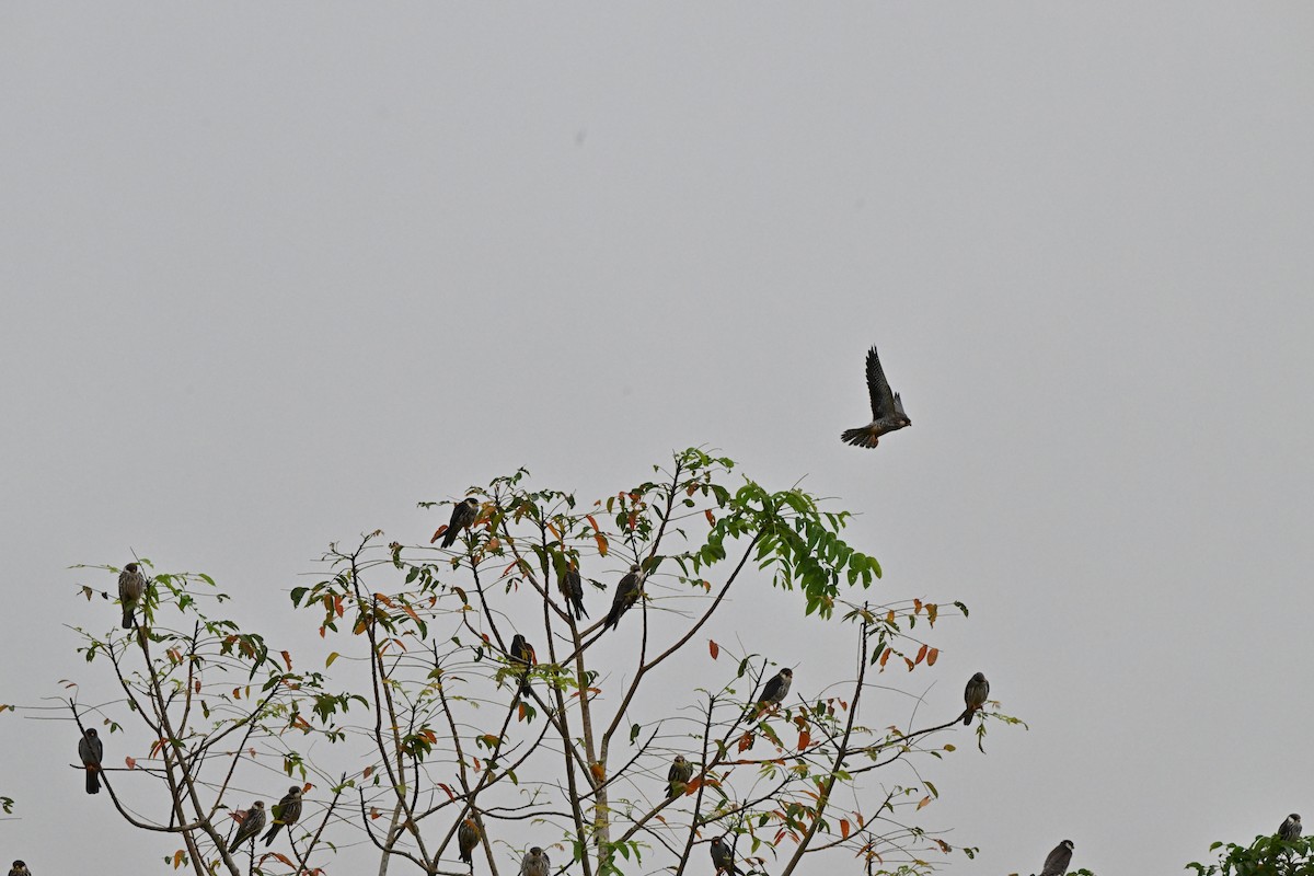 紅腳隼 - ML646958492