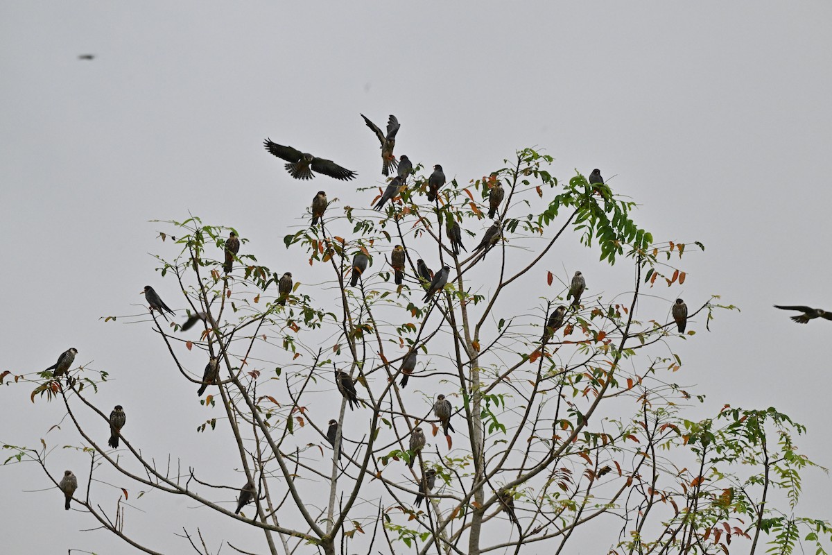 紅腳隼 - ML646958493