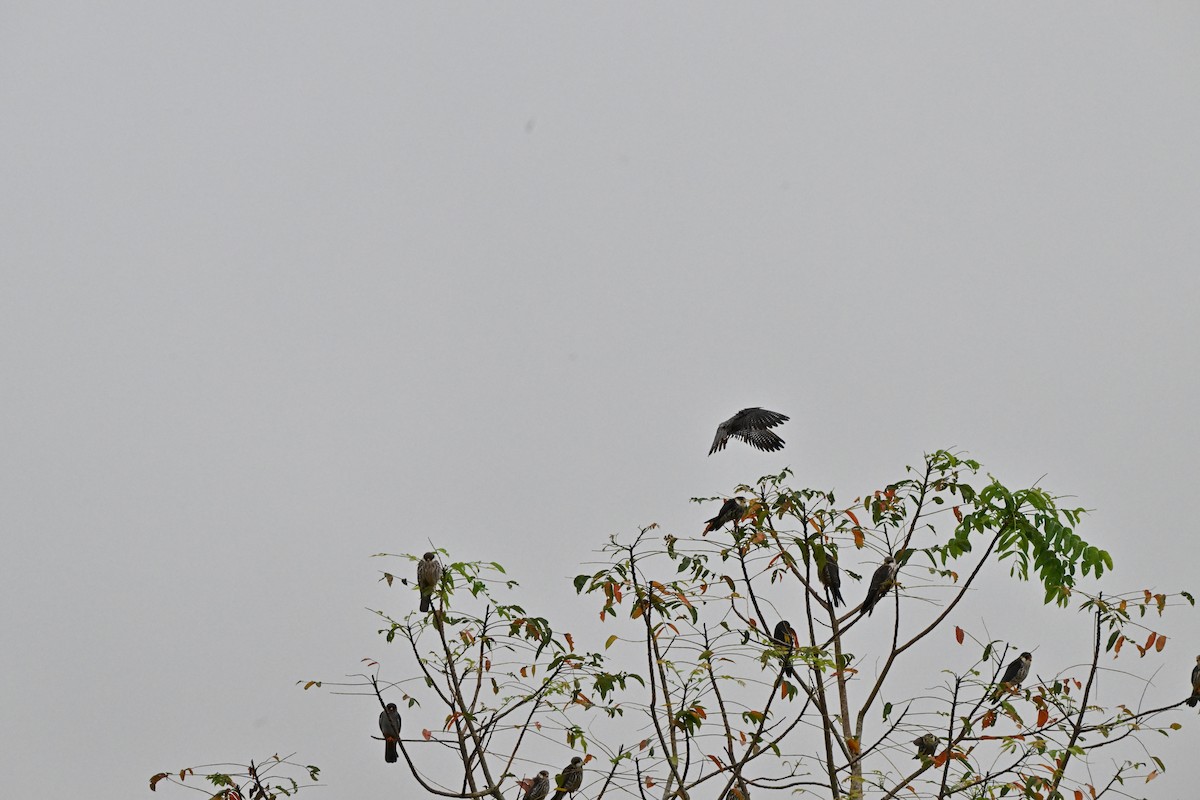 紅腳隼 - ML646958494