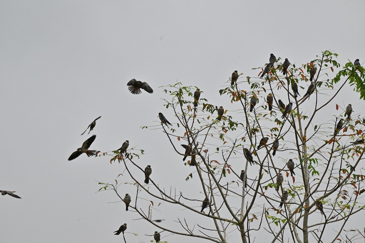 紅腳隼 - ML646958495