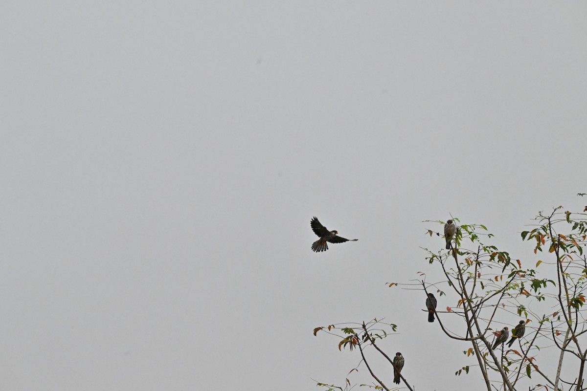 紅腳隼 - ML646958496