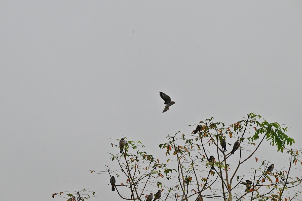 紅腳隼 - ML646958497