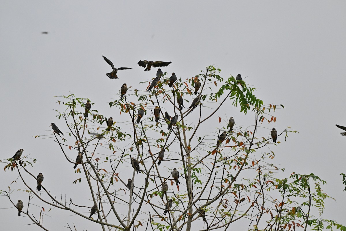 紅腳隼 - ML646958498