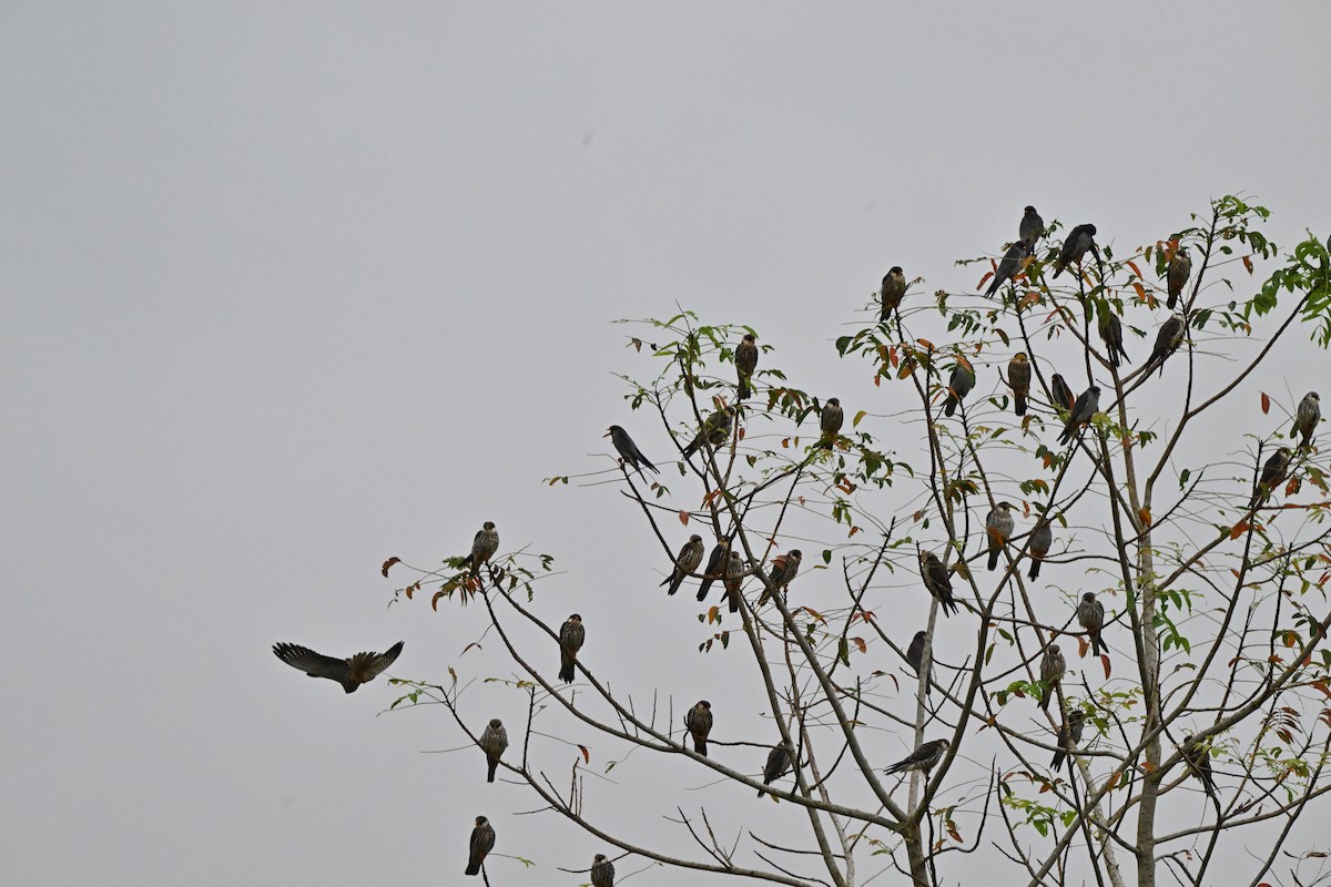 紅腳隼 - ML646958499