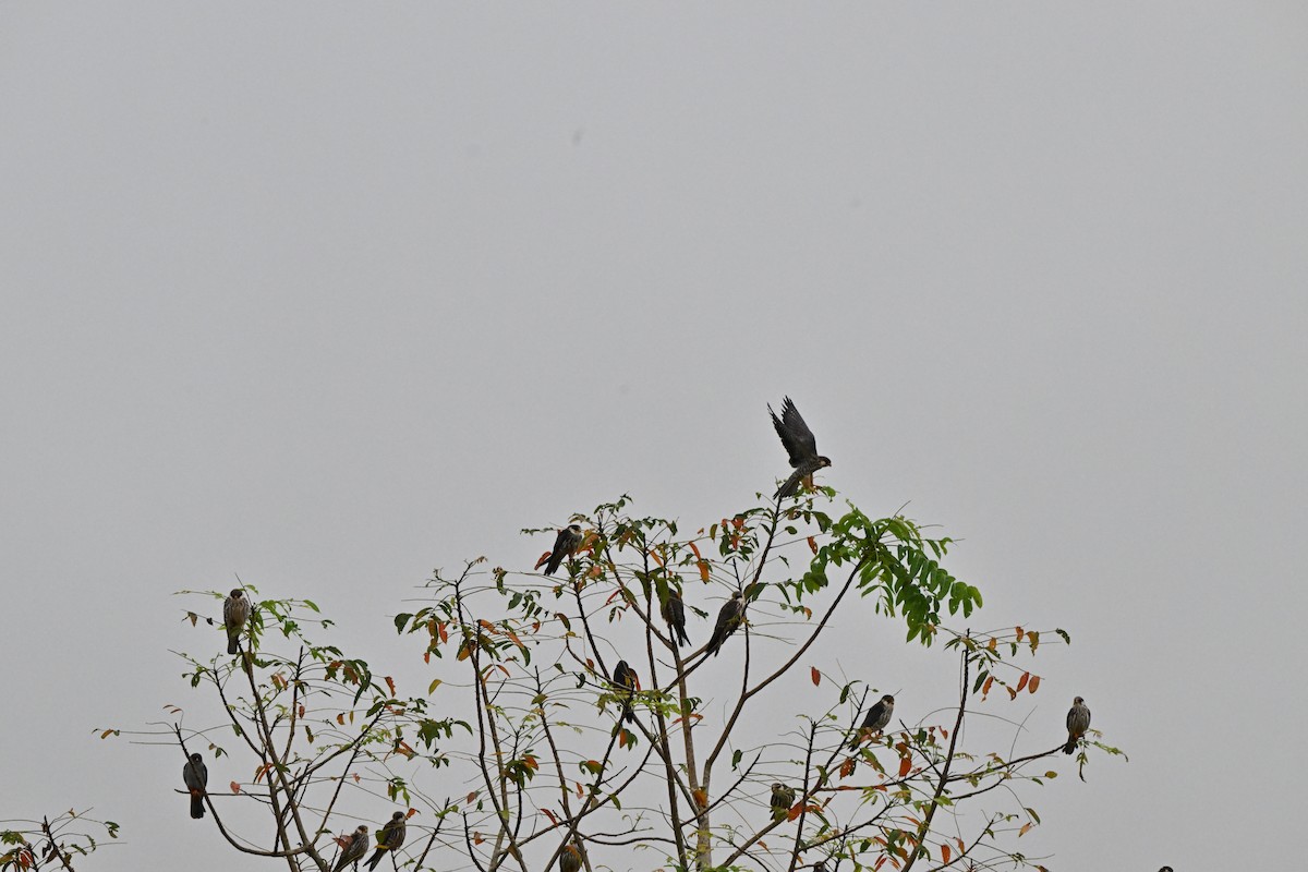 紅腳隼 - ML646958500