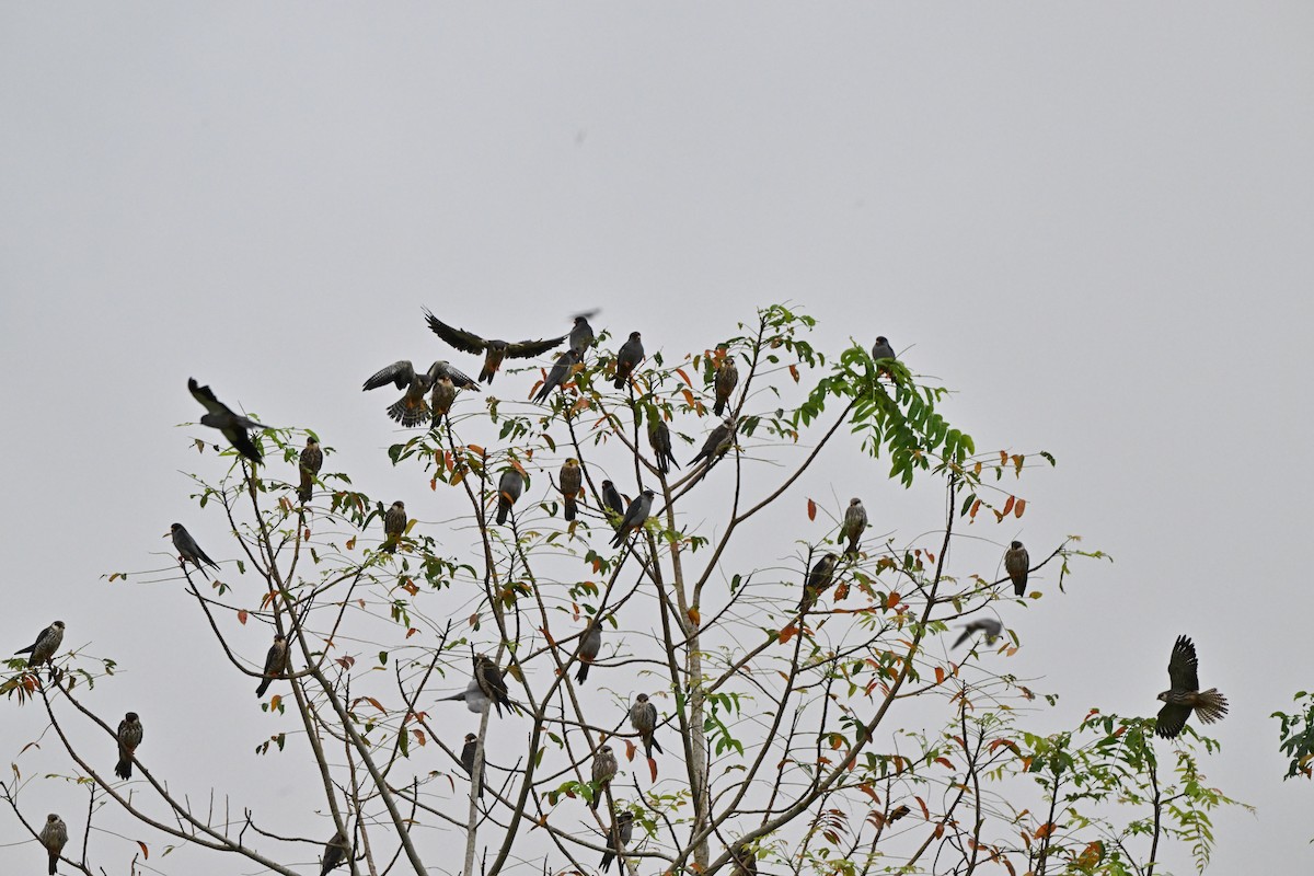 紅腳隼 - ML646958501