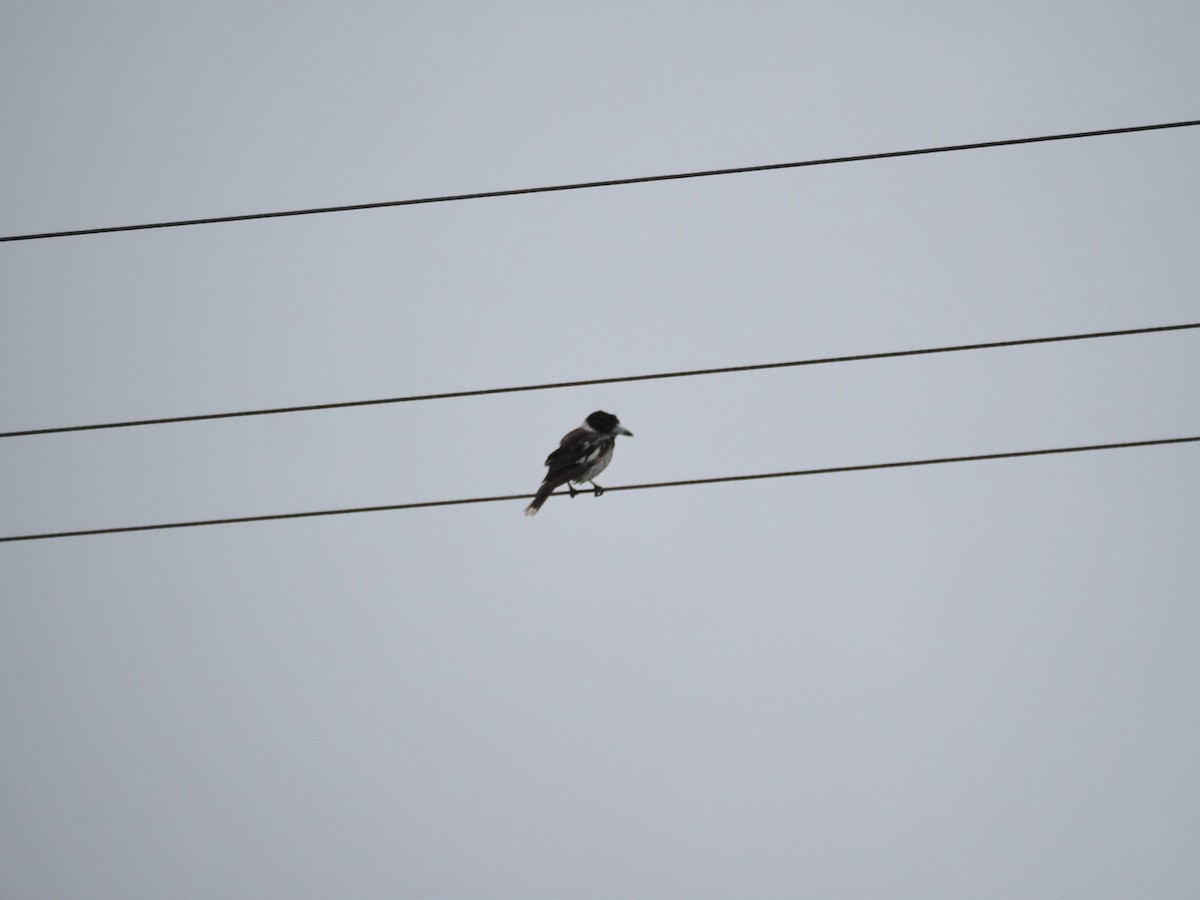 Gray Butcherbird - ML646958503