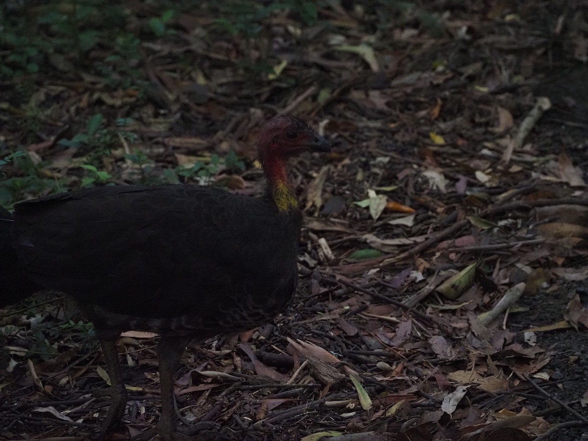 Australian Brushturkey - ML646958504