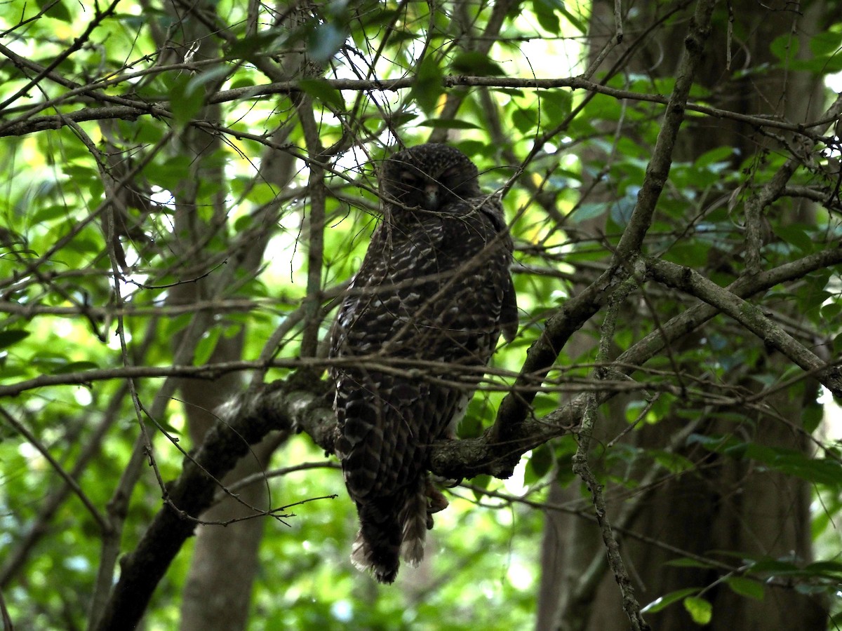 Powerful Owl - ML646958505