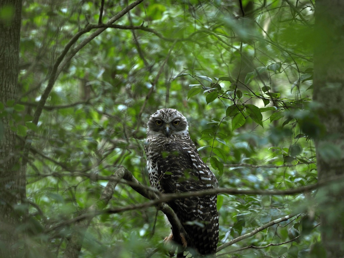 Powerful Owl - ML646958506