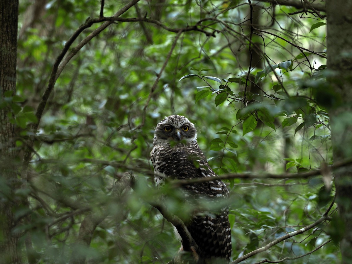 Powerful Owl - ML646958507