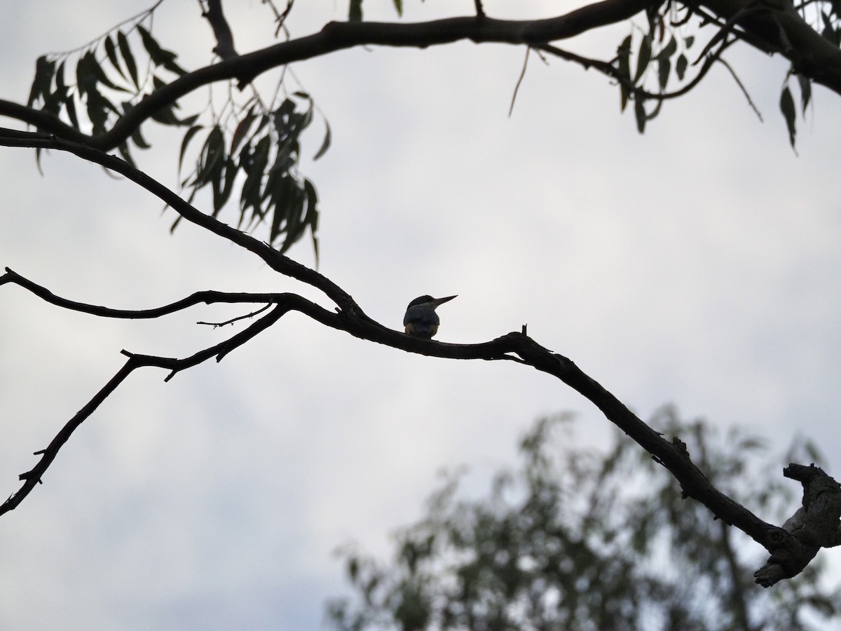 Sacred Kingfisher - ML646958508