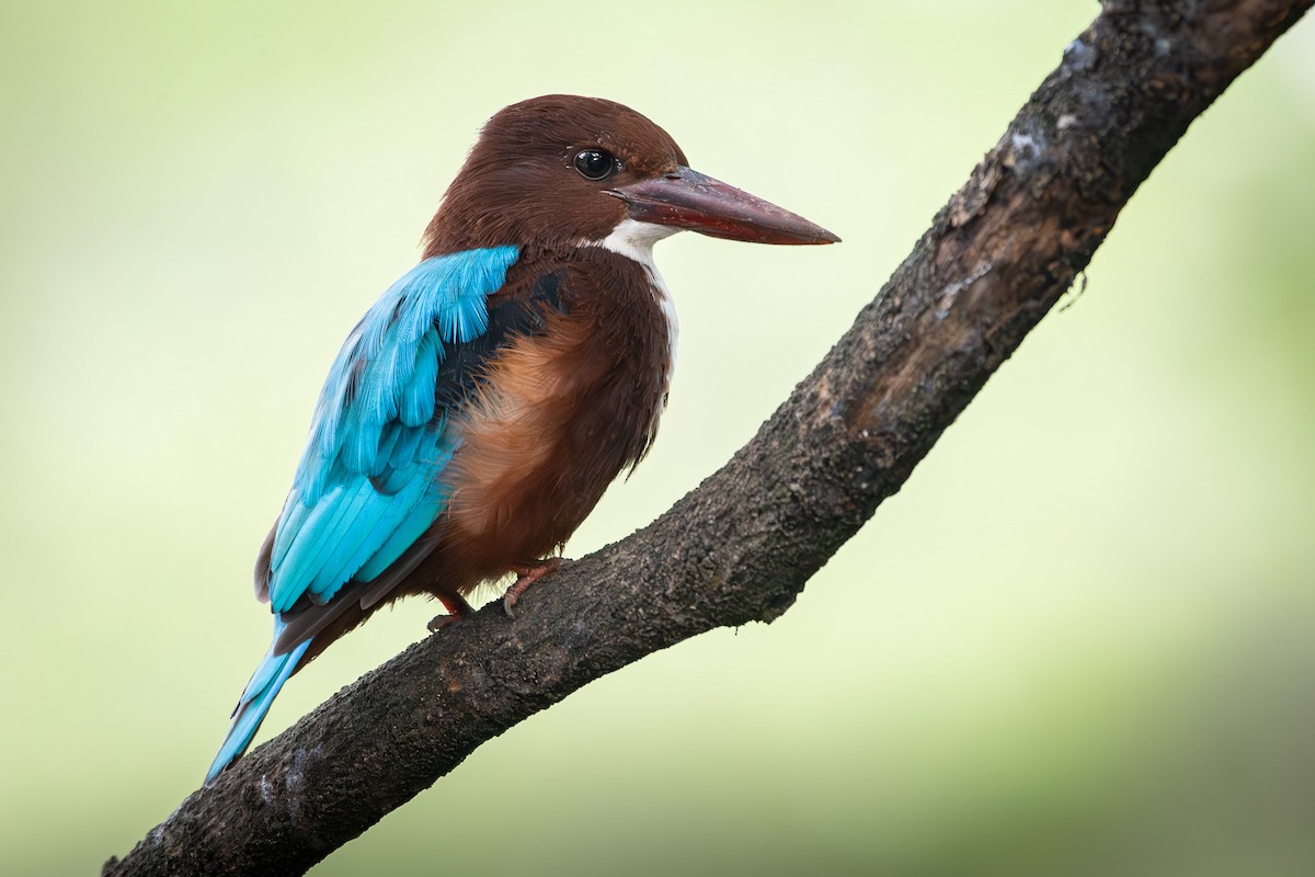 Martin-chasseur de Smyrne - ML646958511