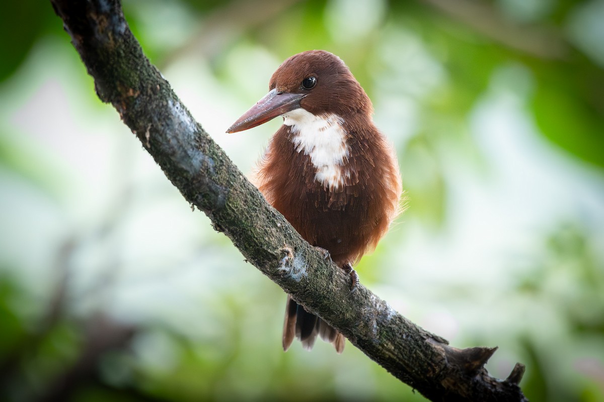 Martin-chasseur de Smyrne - ML646958512