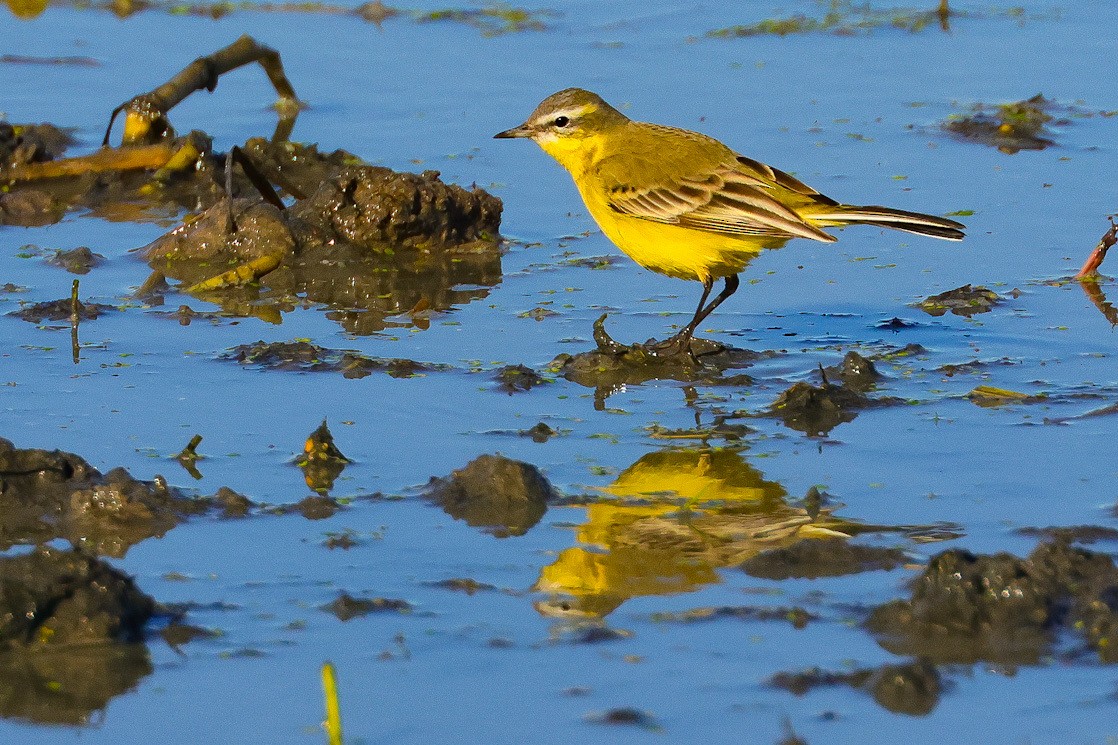 Western Yellow Wagtail - ML646958513
