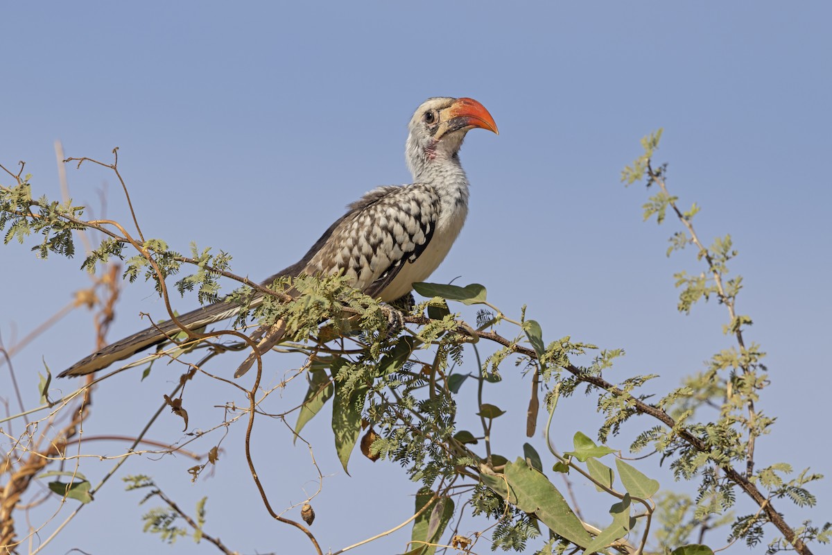 Western Red-billed Hornbill - ML646958517