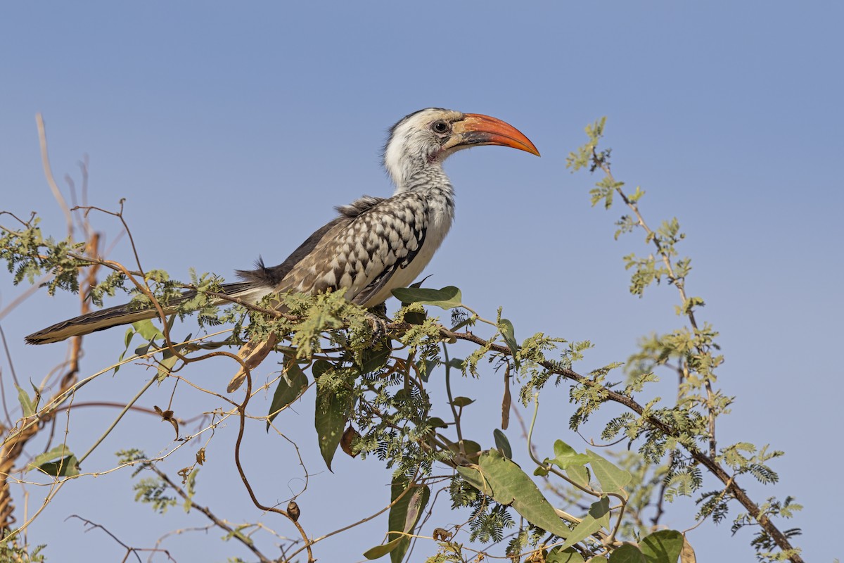 Western Red-billed Hornbill - ML646958518
