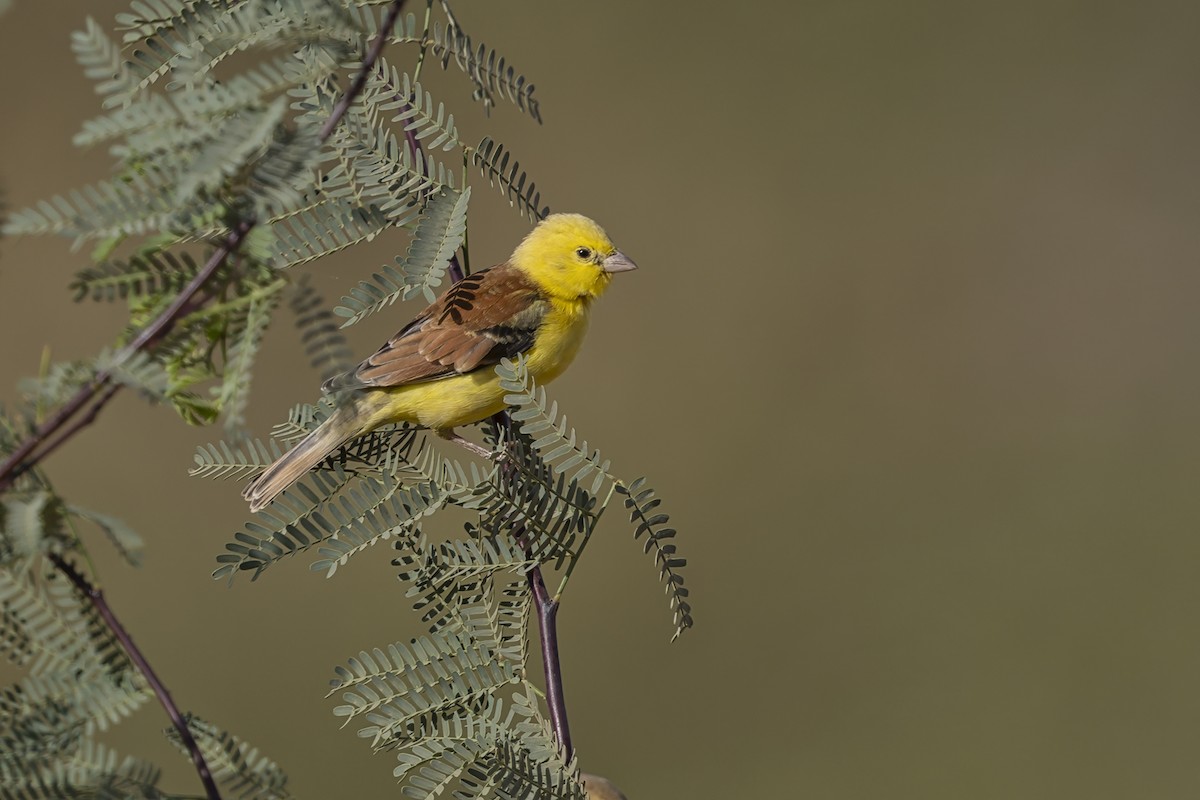 Sudan Golden Sparrow - ML646958519