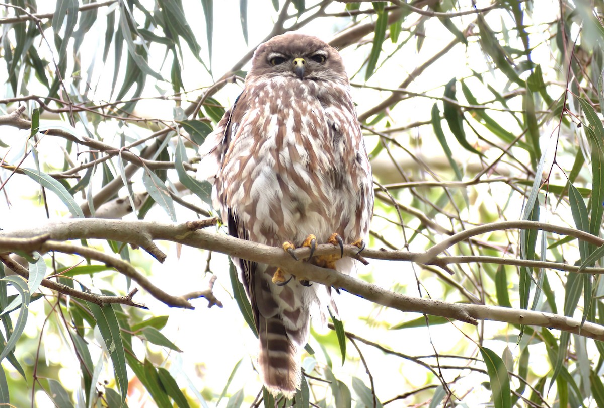 Сова-голконіг плямиста - ML646958520