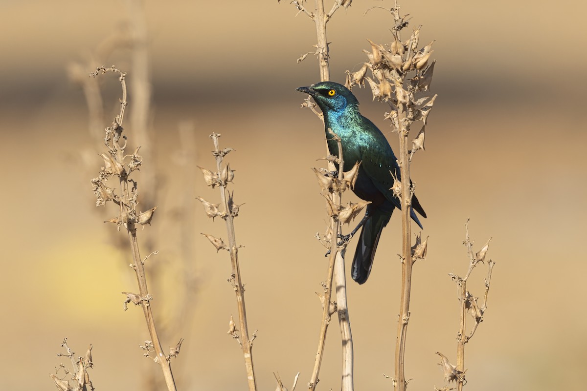 Greater Blue-eared Starling - ML646958521