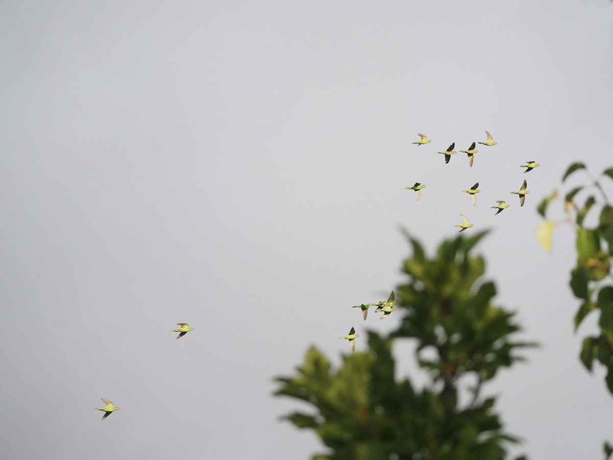 Loriquet à bandeau rouge - ML646958526