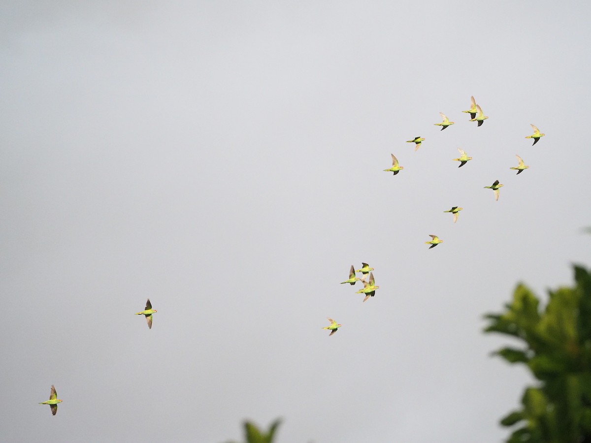 Loriquet à bandeau rouge - ML646958527