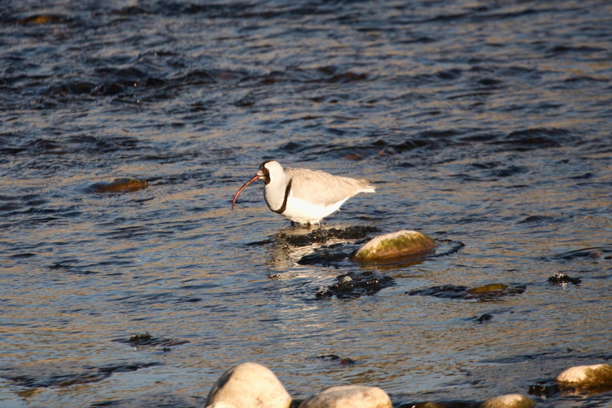Picoibis - ML646958529