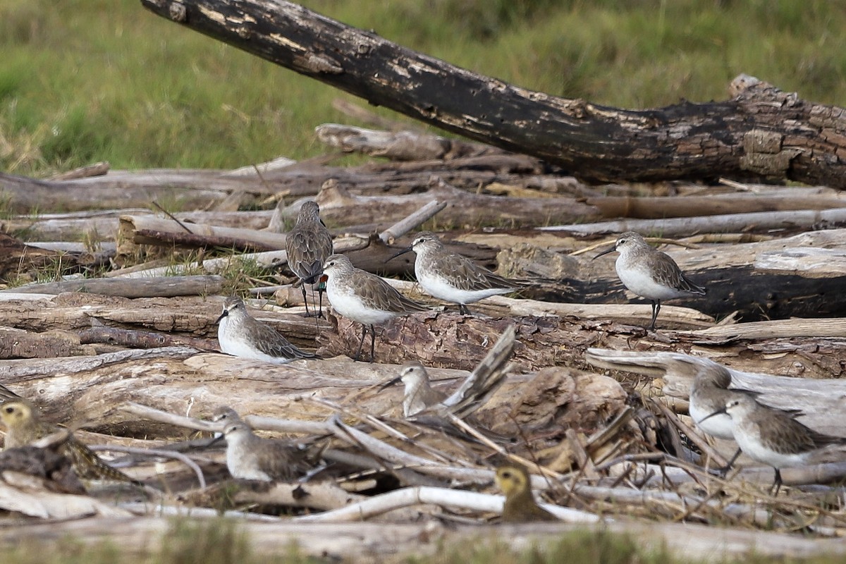 Curlew Sandpiper - ML646958530