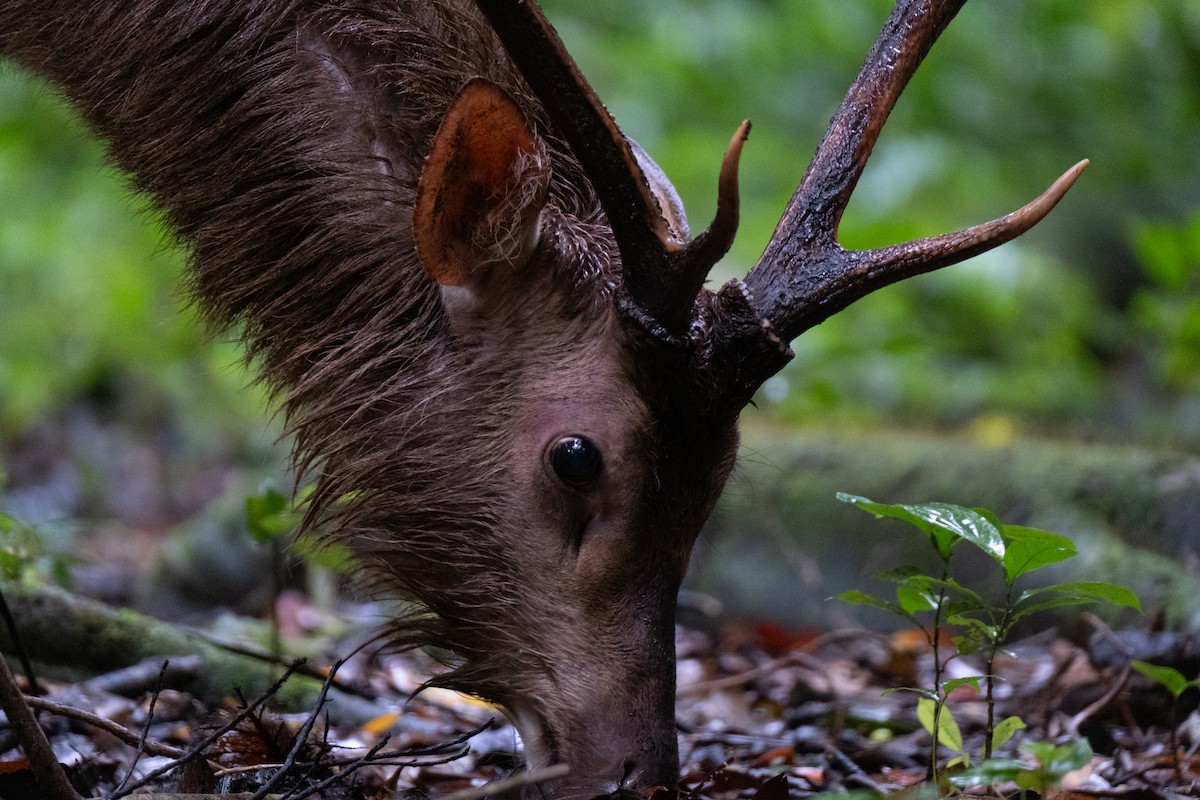 Javan Rusa - ML646958531