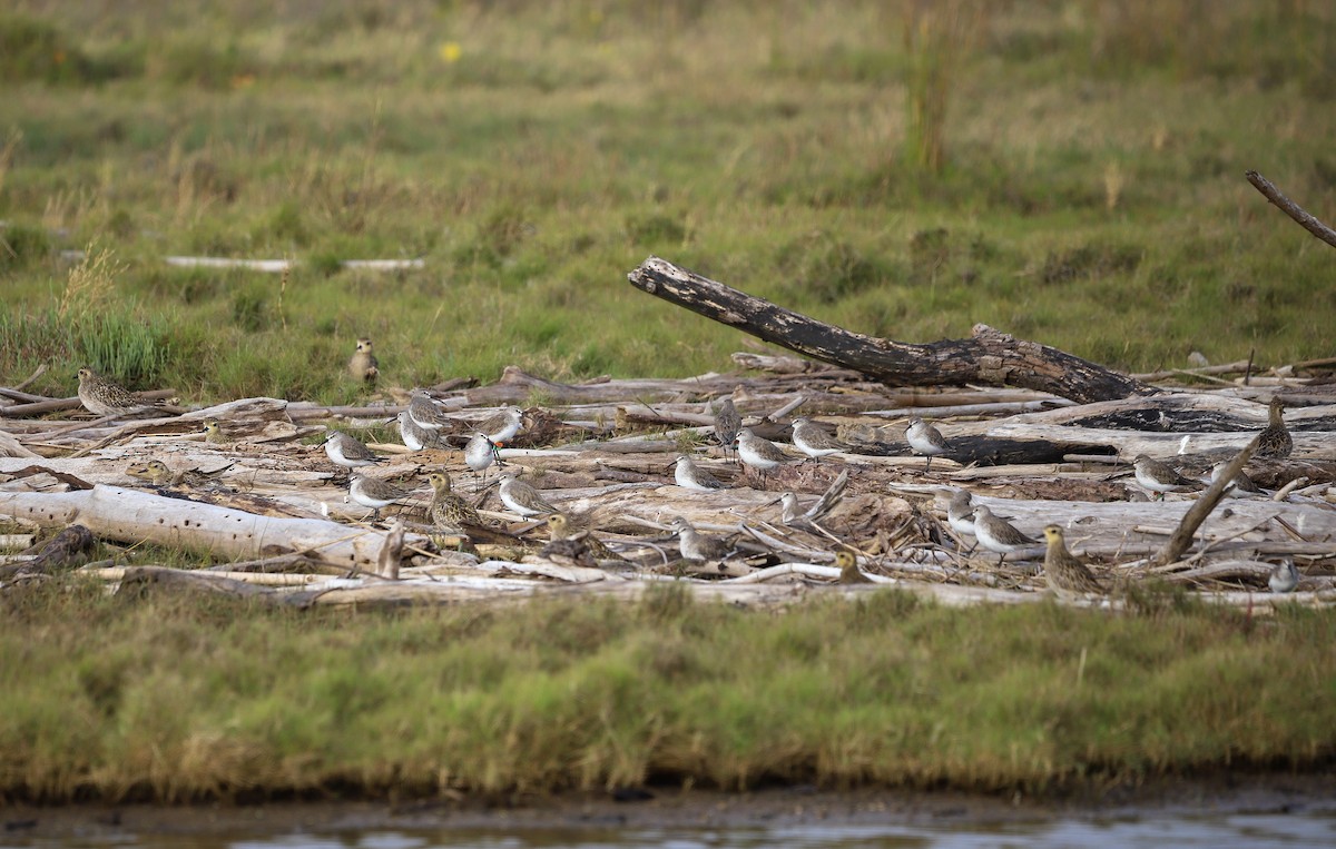 Curlew Sandpiper - ML646958536