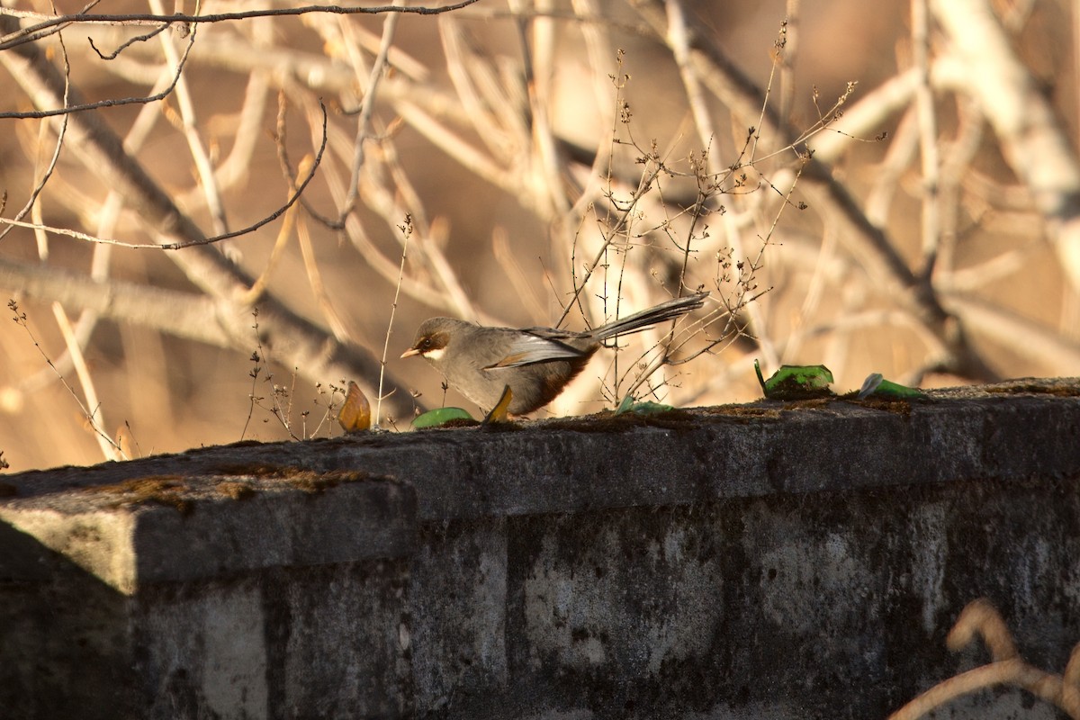 Charlatán de Henri - ML646958540