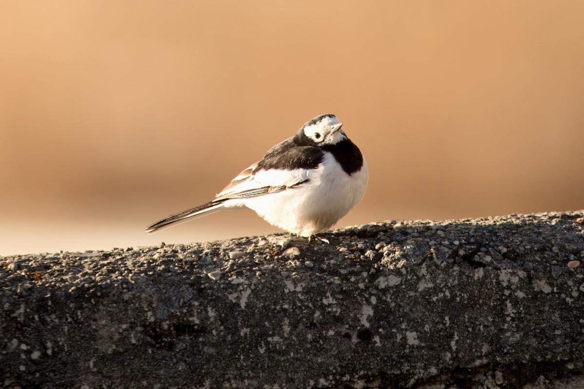 Lavandera Blanca (Nepalí) - ML646958543