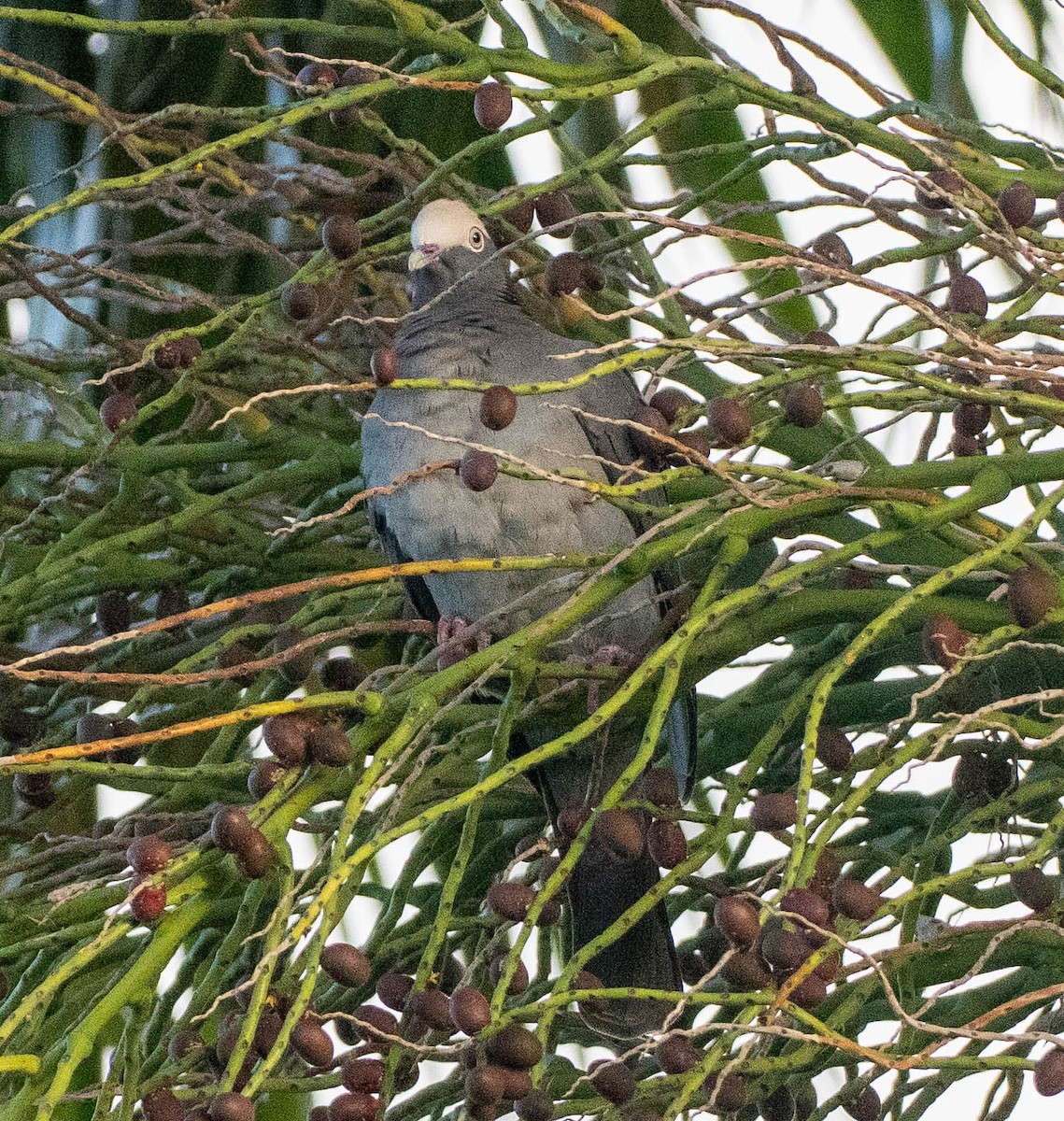 White-crowned Pigeon - ML646958544