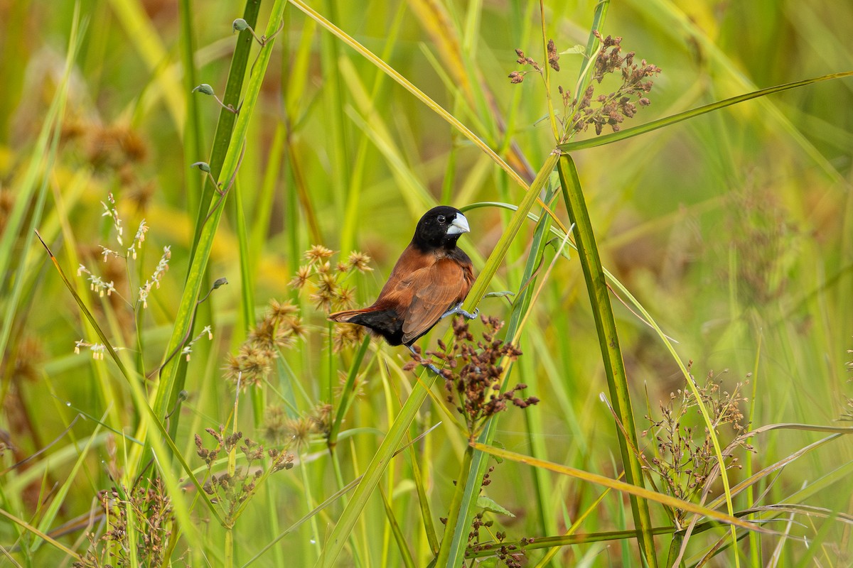 Capuchino Castaño - ML646958547