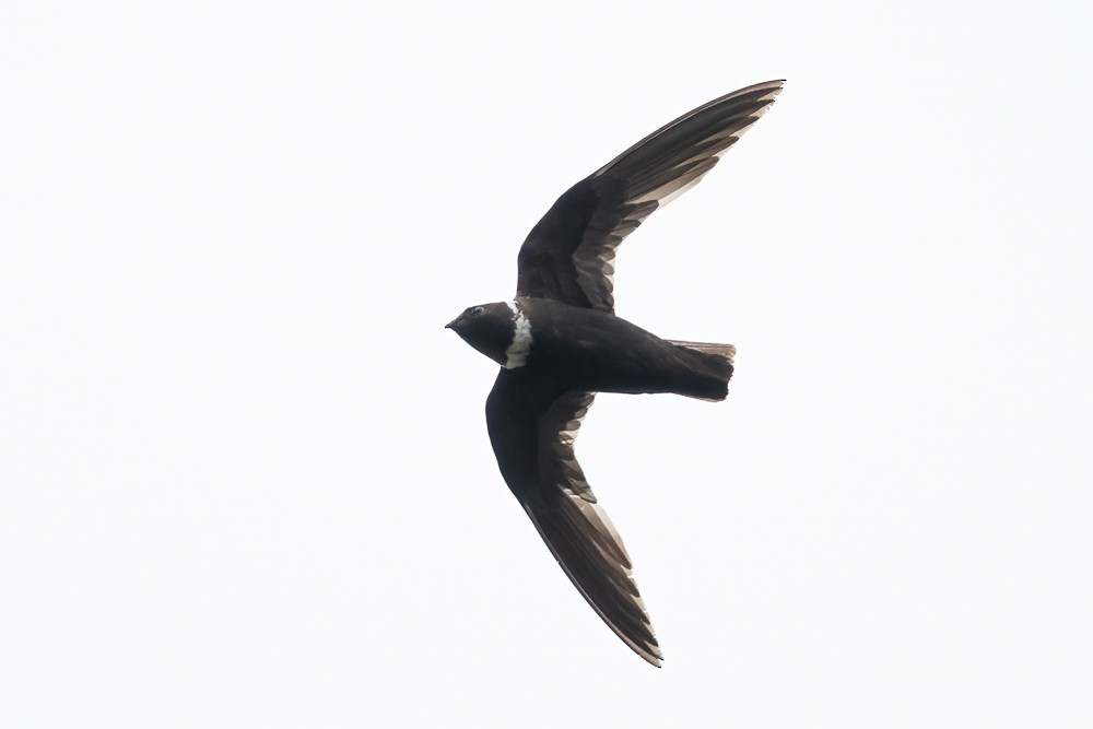 White-collared Swift - ML646958551