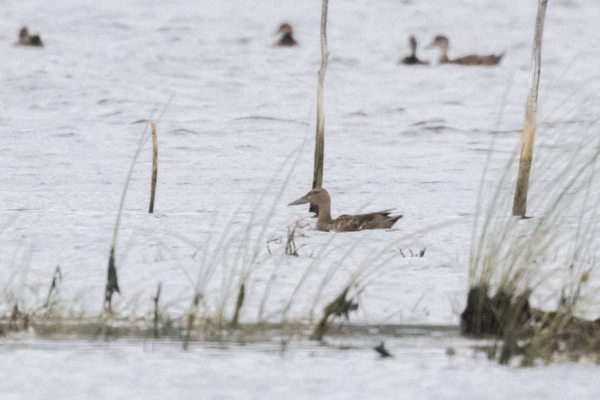 ミカヅキハシビロガモ - ML646958554