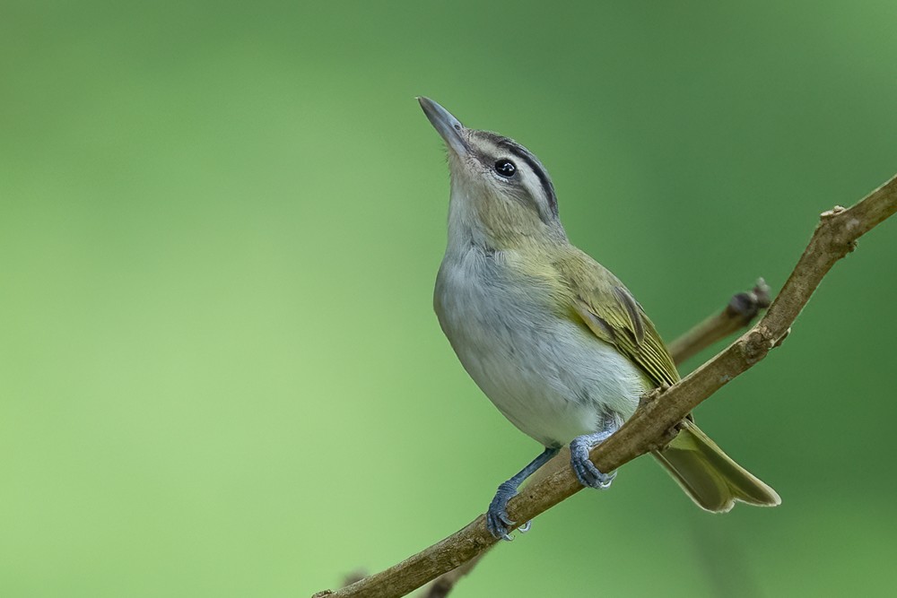 Chivi Vireo - ML646958556