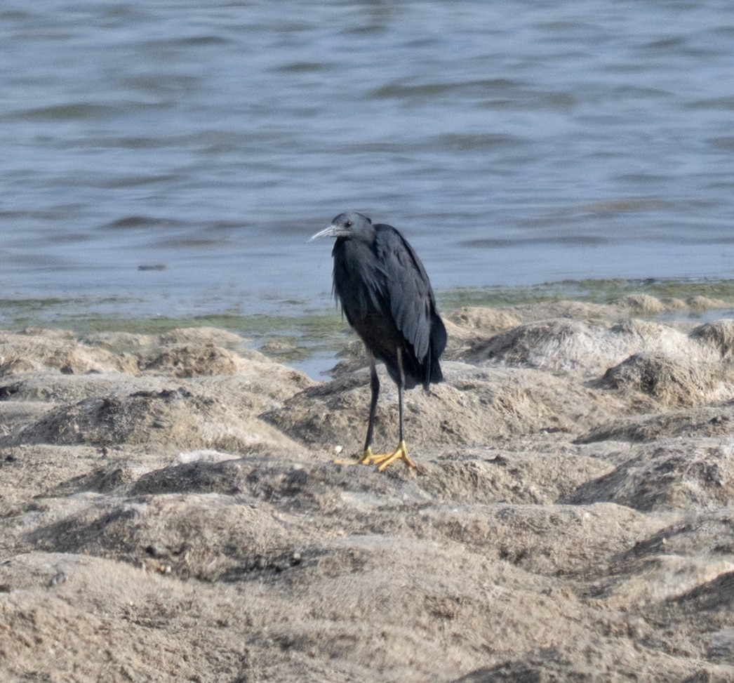 Black Heron - ML646958558