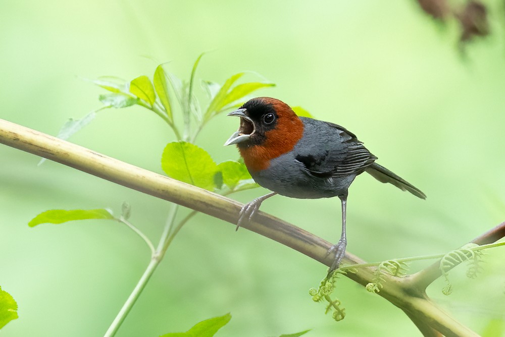 Chestnut-headed Tanager - ML646958560