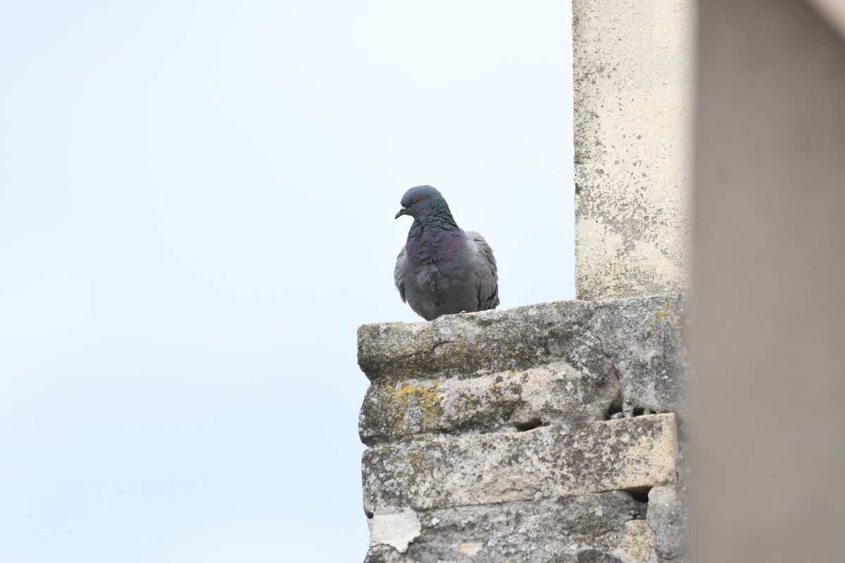 Rock Pigeon (Feral Pigeon) - ML646958570