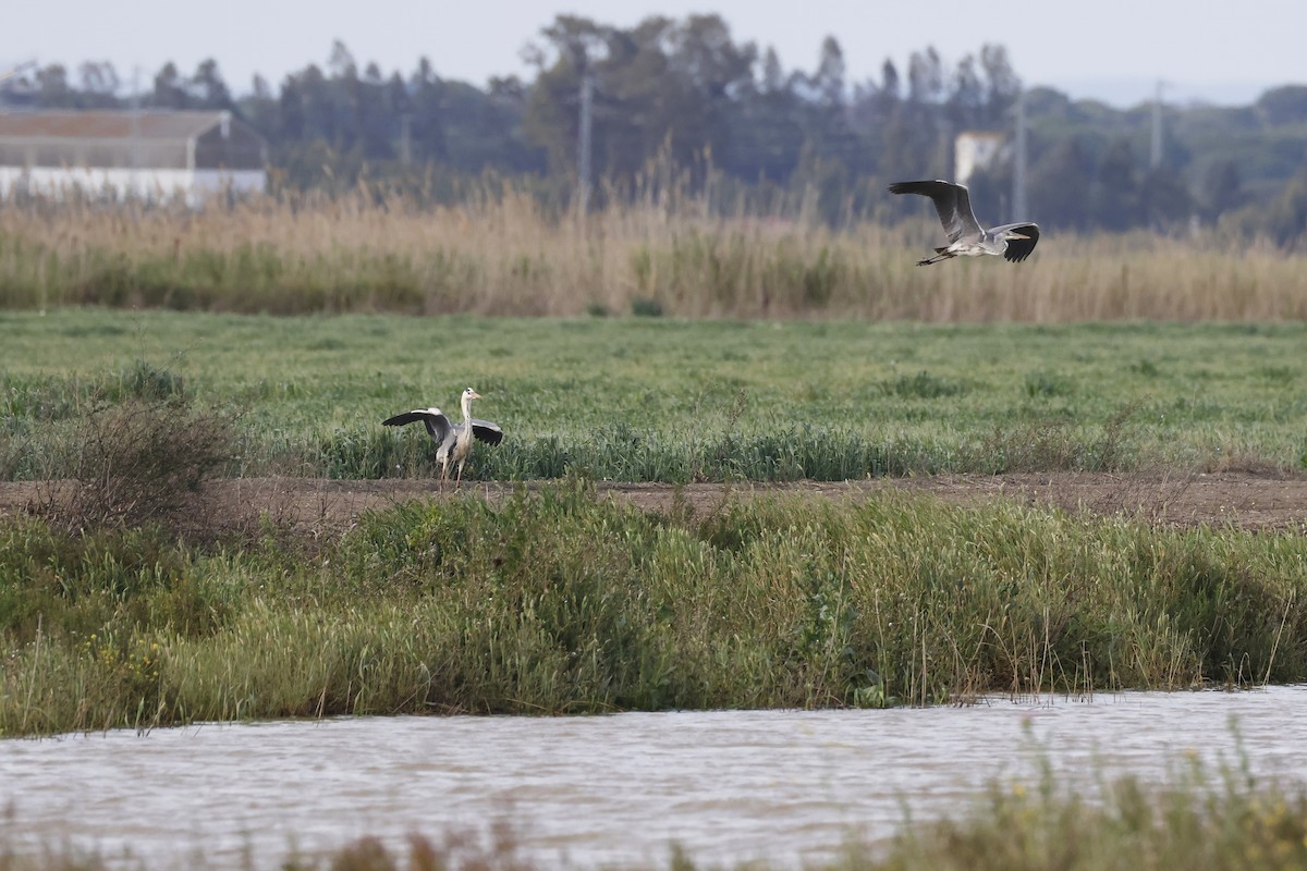 Airone cenerino - ML646958573