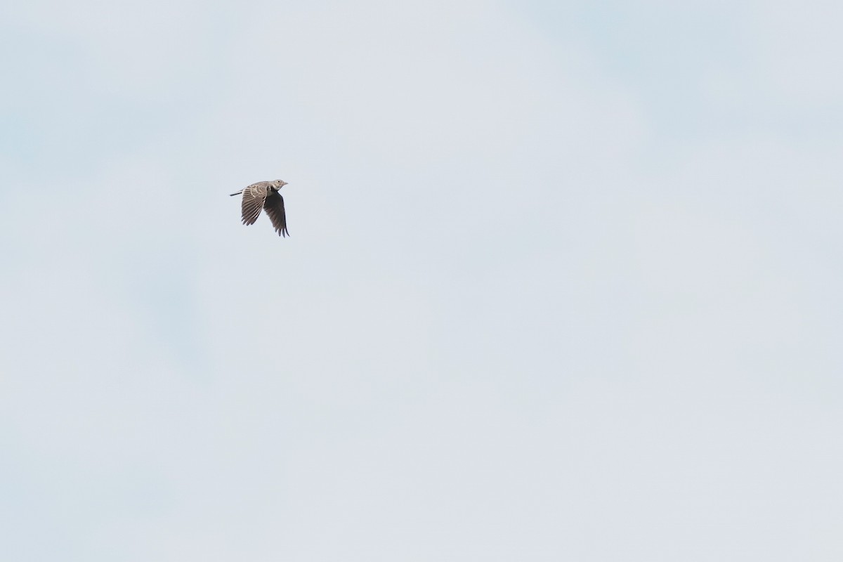 Calandra Lark - ML646958575