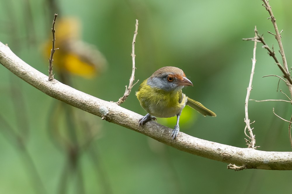 Віреон рудобровий - ML646958577