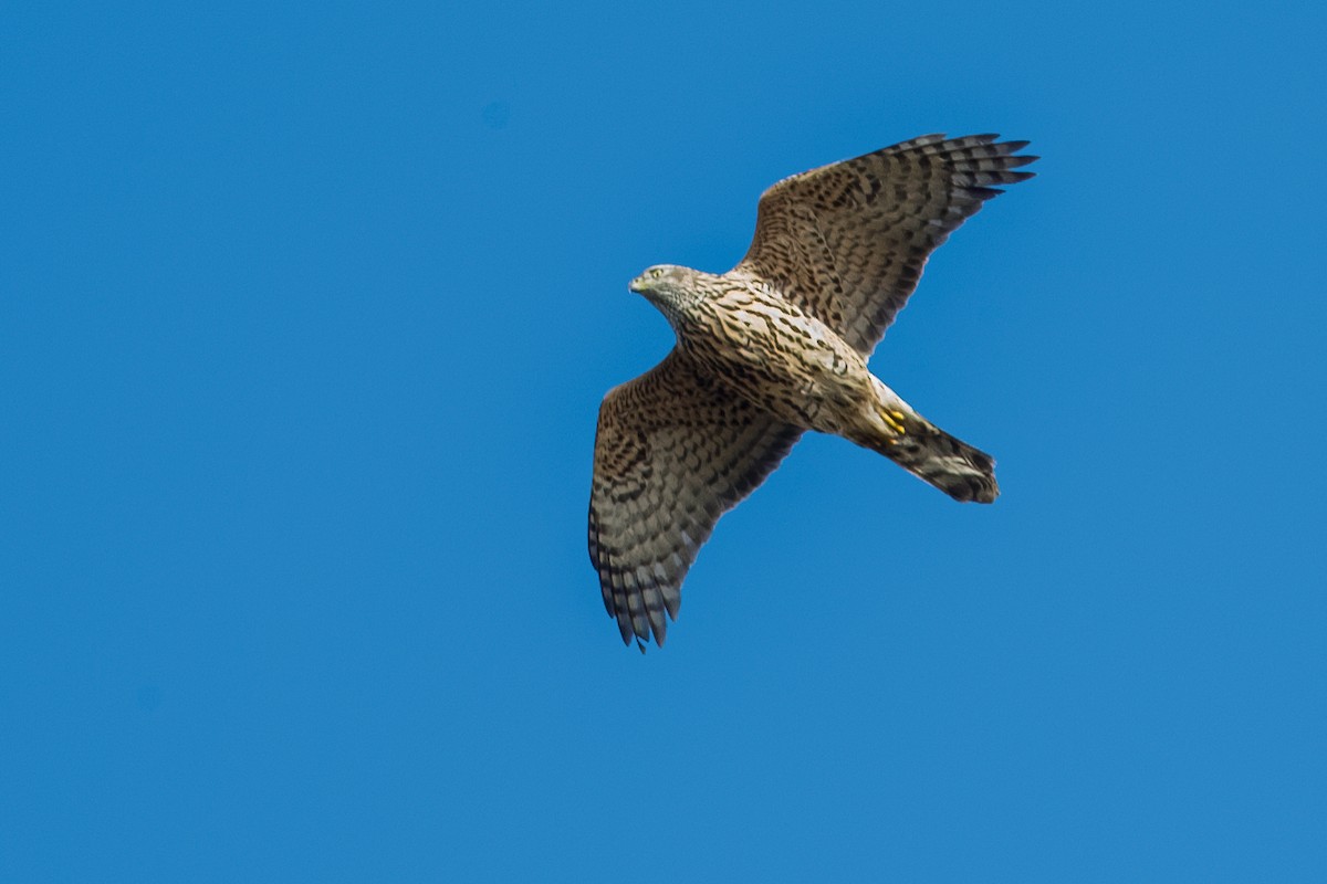 Aztore eurasiarra - ML646958587